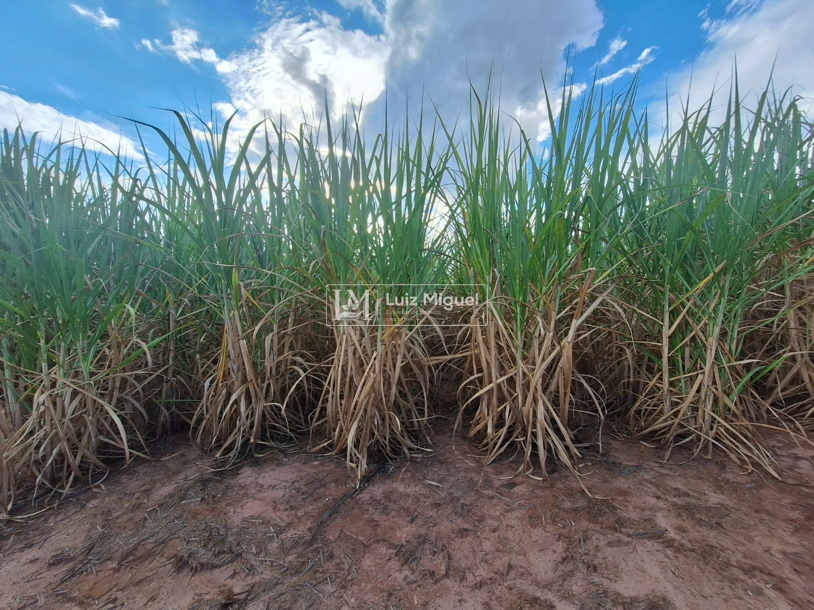 Sitio de 6.85 alqueires com cana própria próximo à Jaú