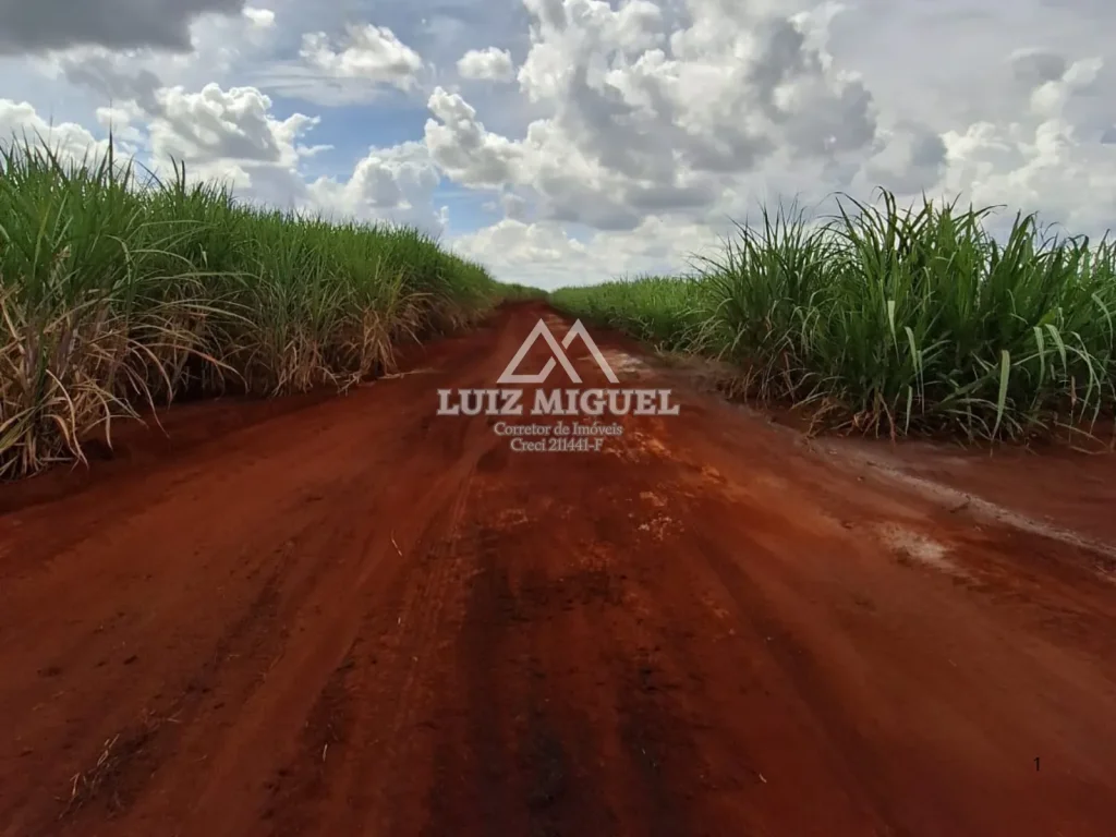35 alqueires em Jaú com solo Terra Roxa com 29 alqueires de cana arrendada até 2031 com a Usina Raízen.