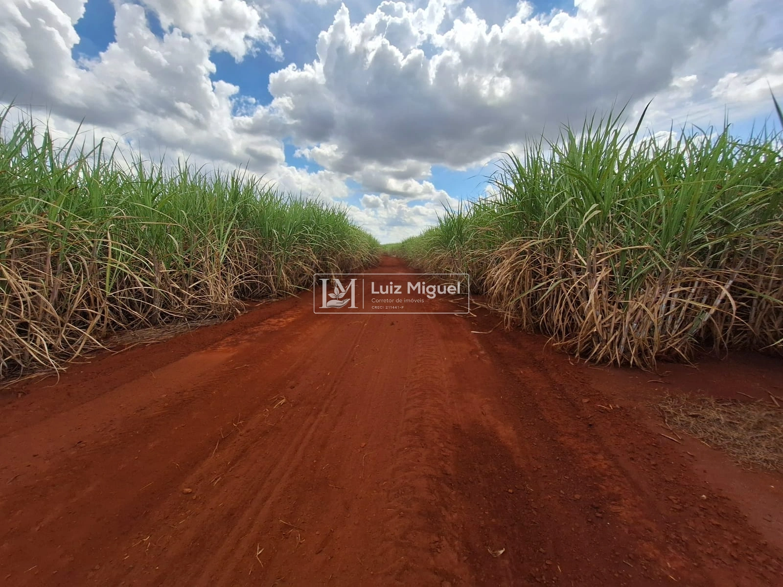 35 alqueires em Jaú com solo Terra Roxa com 29 alqueires de cana arrendada até 2031 com a Usina Raízen.