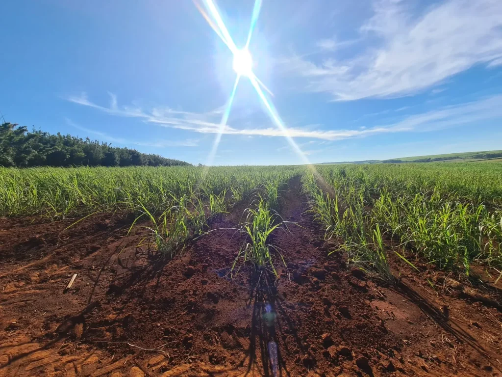 63 alqueires em Jaú - 100% Terra roxa com 42 alqueires de cana arrendados para Usina Raízen
