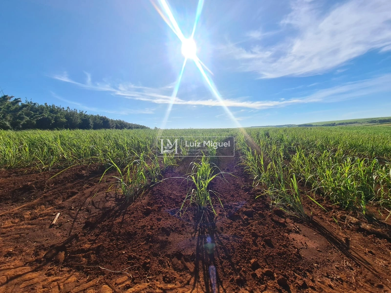 63 alqueires em Jaú - 100% Terra roxa com 42 alqueires de cana arrendados para Usina Raízen