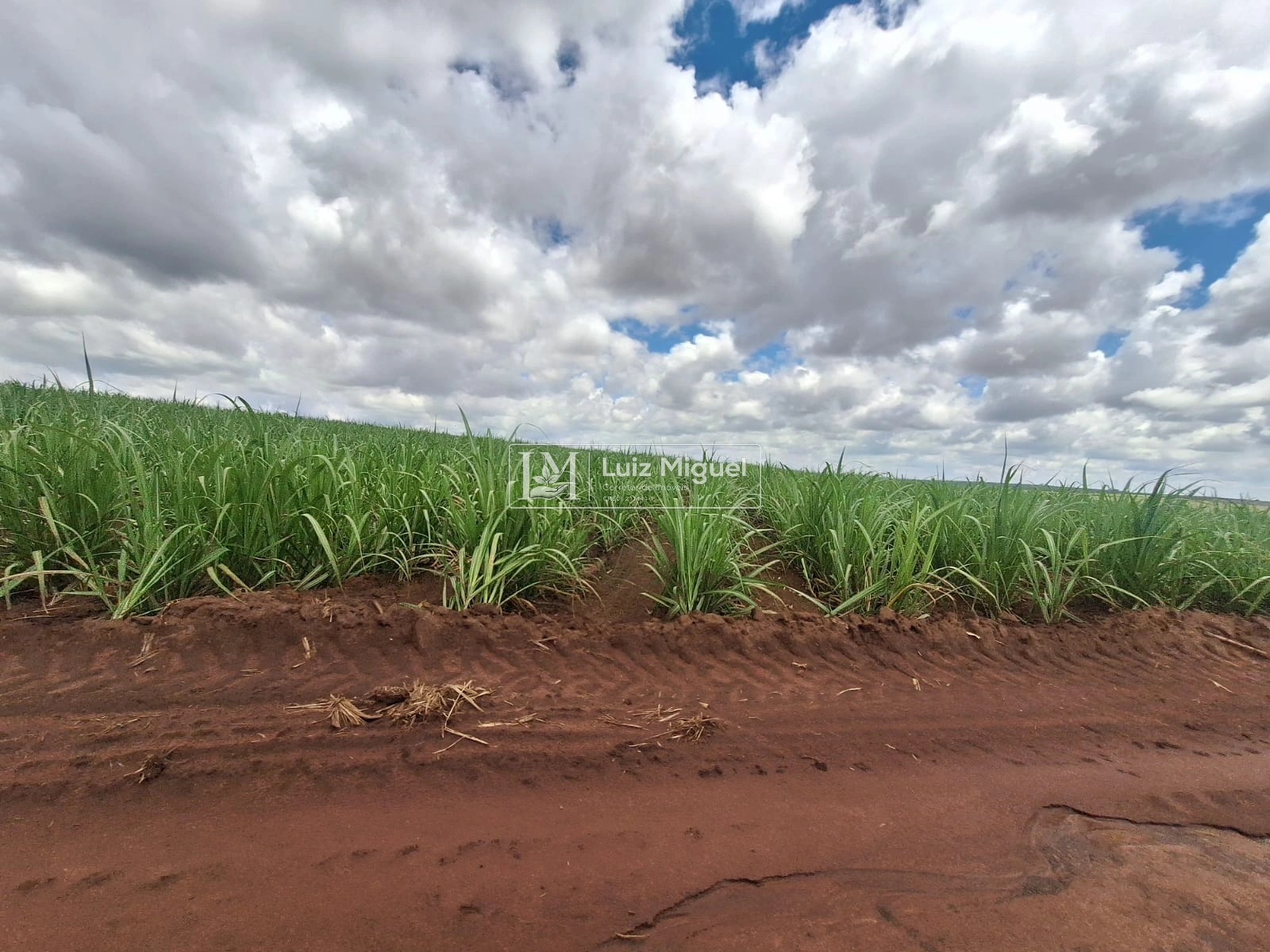 14 alqueires com 100% de aproveitamento em Jau com cana própria de 2° corte